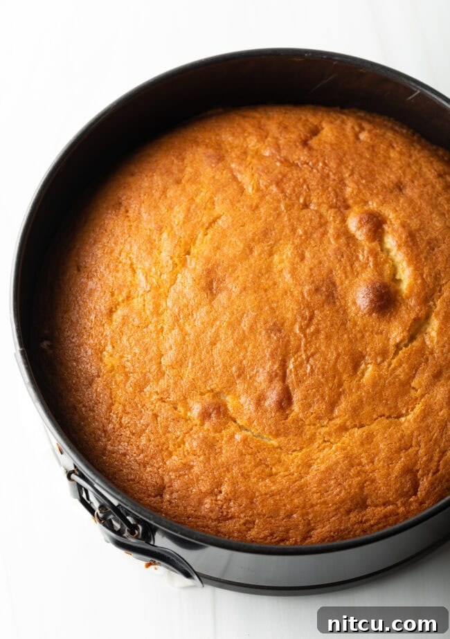 Baked cake in a springform pan.