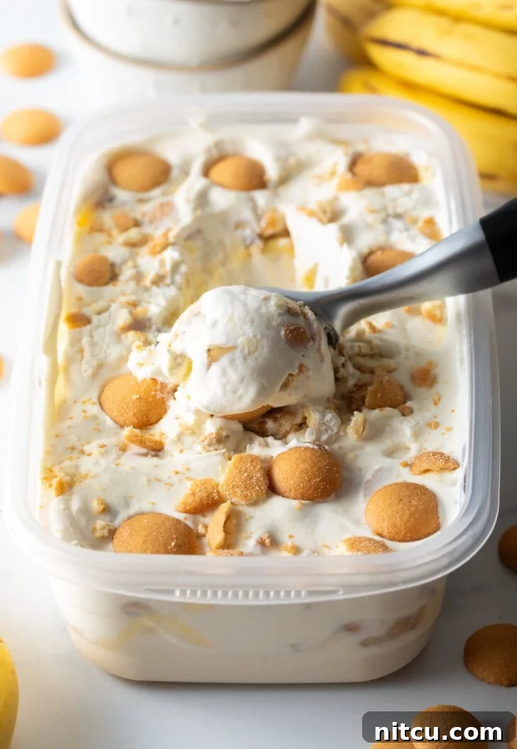 A generous container of luscious no-churn banana pudding ice cream, beautifully topped with golden Nilla wafers, with a metal scooper poised to serve a delightful portion.