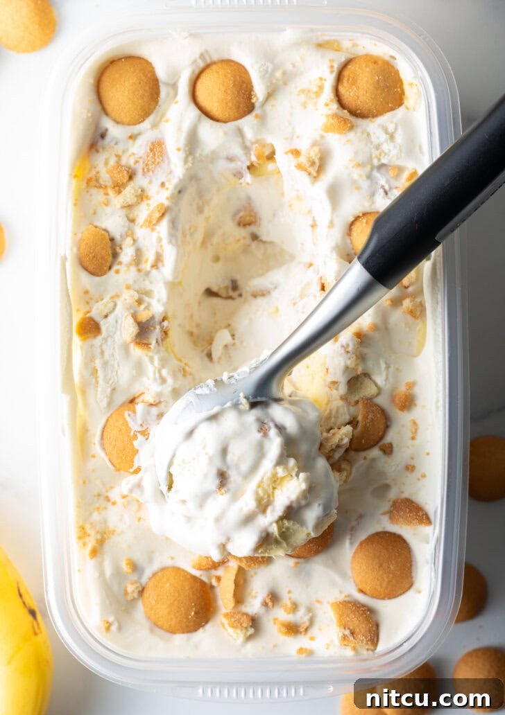 A close-up of a container of homemade no-churn banana pudding ice cream, lavishly topped with Nilla wafers, as a metal scooper carves out a smooth, inviting portion.