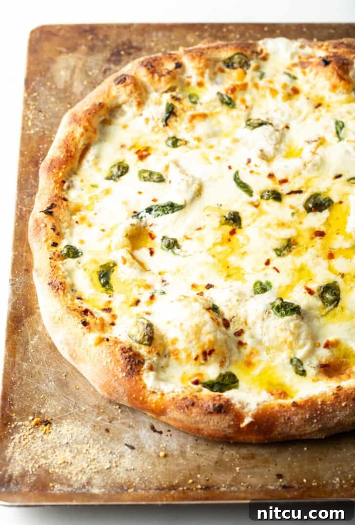 Baked whole white pizza on a baking sheet, golden and bubbly.