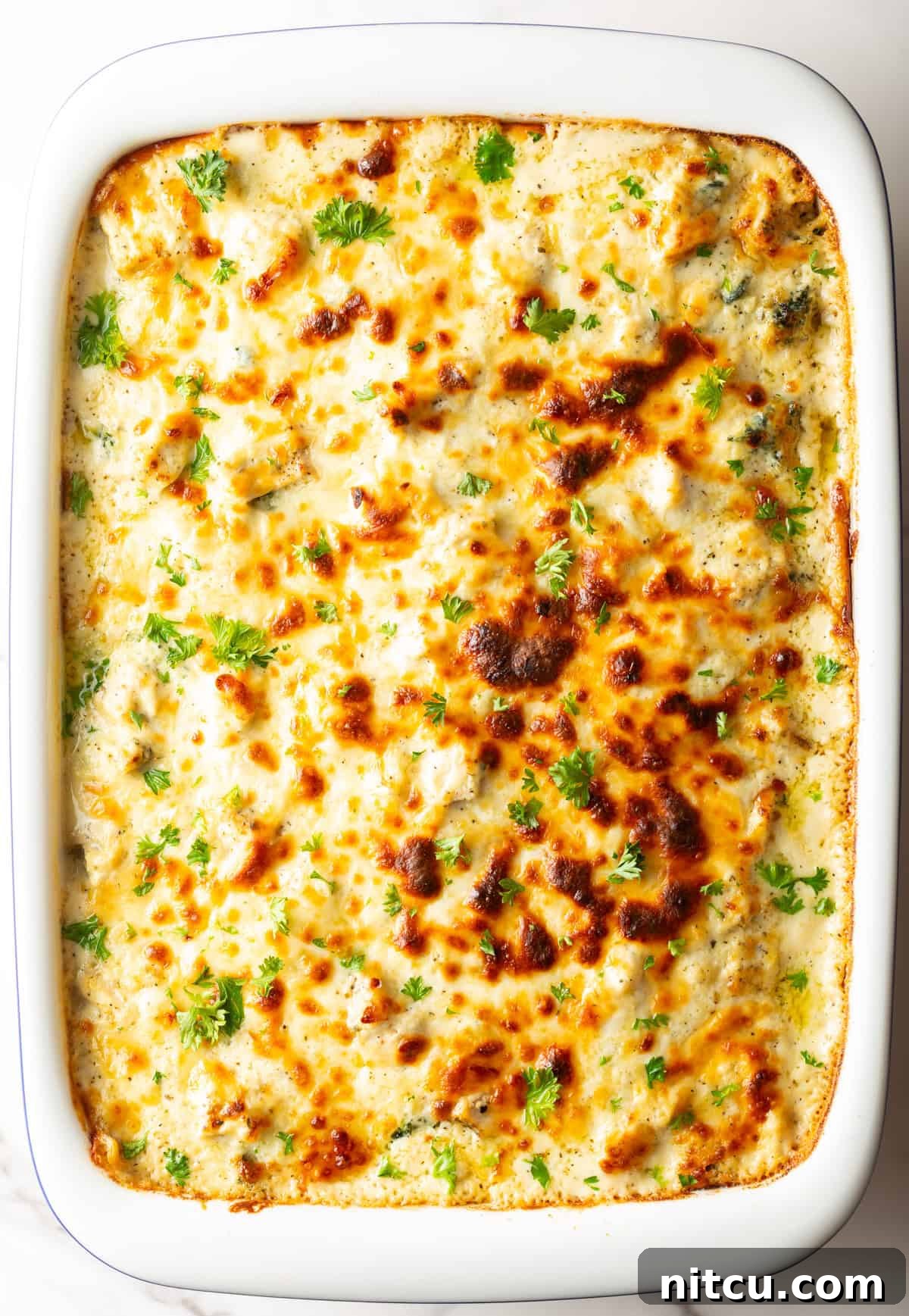 A pristine white baking dish filled with a bubbling, golden-brown chicken Alfredo lasagna, ready to be served.