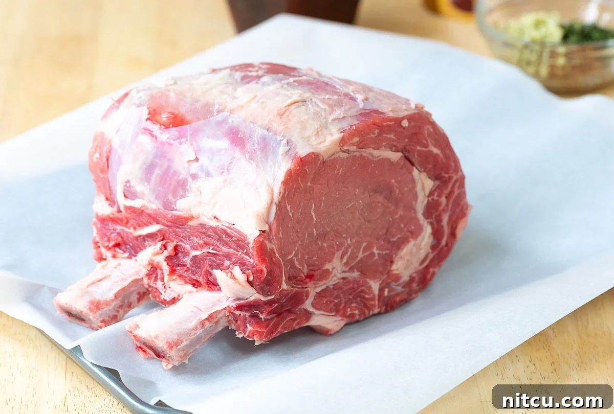 A raw standing rib roast sits on a baking sheet, ready for seasoning and preparation.