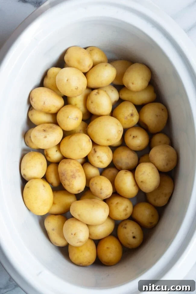 Uncooked mini Yukon Gold potatoes resting at the bottom of a white slow cooker crock, ready for the initial cooking phase.
