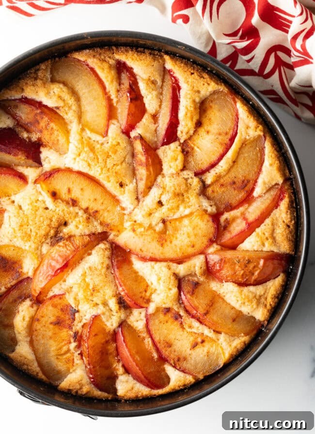 Freshly baked plum cake with beautiful plum slices on top, ready to be served.