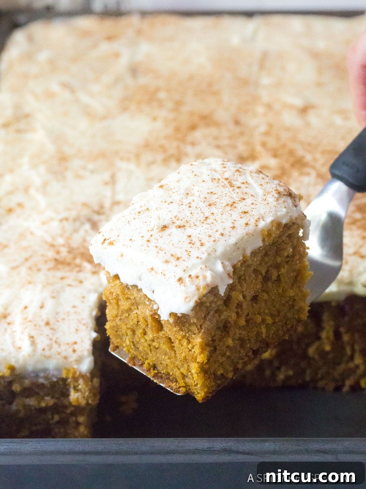 A piece of Spiced Pumpkin Sheet Cake with Buttermilk Frosting being lifted out of the pan, showing its thick layer of frosting.