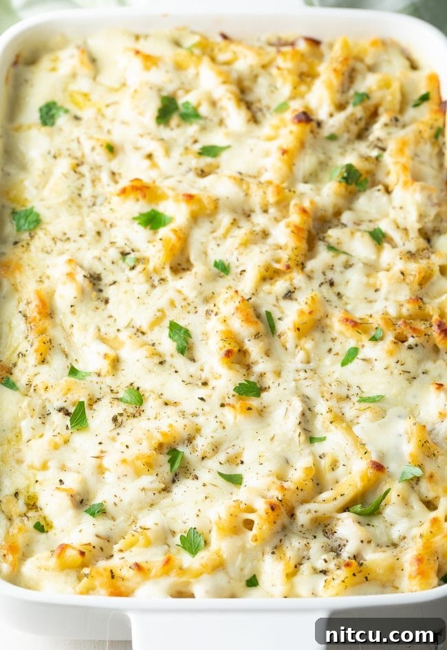 Close-up of a bubbling, cheesy chicken alfredo pasta bake fresh out of the oven.