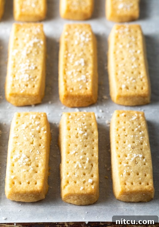 Scottish shortbread cookies on a baking sheet lined with parchment paper after being baked. 